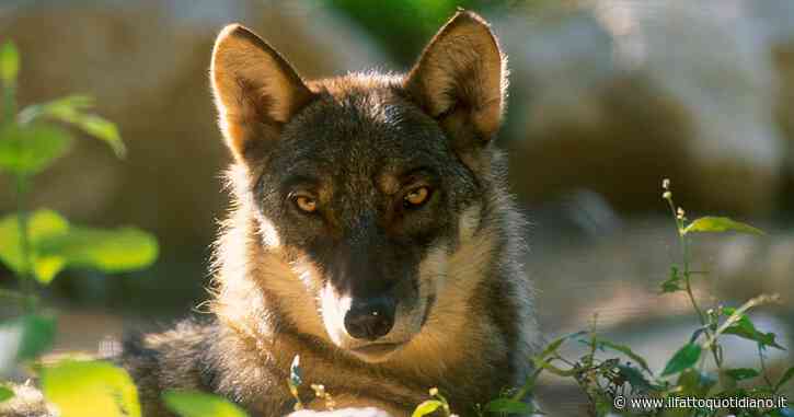 Il lupo, animale diffuso quanto invisibile: in un’epoca di video invadenti, è attraente non vederlo