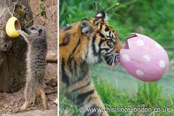 London Zoo: Pictures show animals on Easter egg hunt