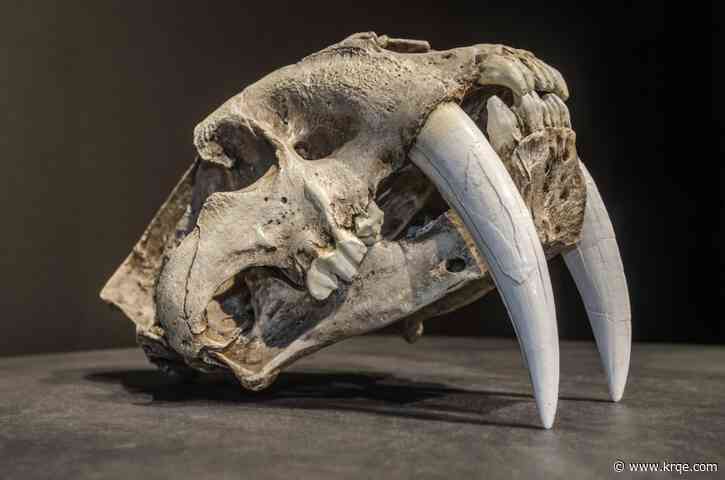 Sabertooth cat skull newly discovered in Iowa reveals details about this Ice Age predator