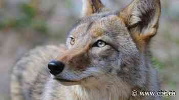 Edmonton's urban coyotes rear their young close to human habitat, study finds