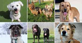 56 dogs looking for loving homes as they spend Easter in kennels
