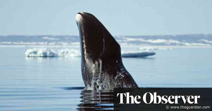Why don’t whales get cancer? Cracking one of medicine’s greatest mysteries