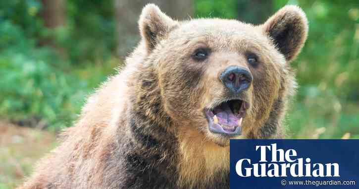 Bear kills jogger on woodland path in northern Italy
