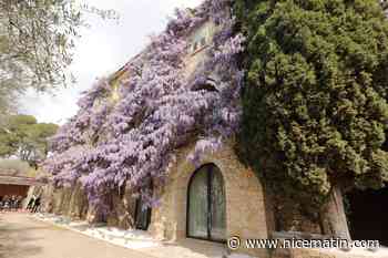 Pour célébrer le cinquantenaire de la disparition de Picasso, Mougins lui dédie un parcours d’expositions