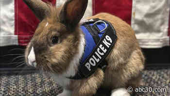 Fur real: California police name rescued bunny 'wellness officer' ahead of Easter