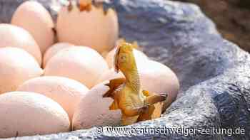 Deutscher Indiana Jones: „Ein Dino-Ei wäre der Jackpot“