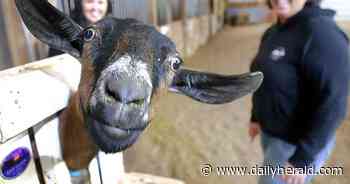 Vocational farm in Hampshire offers animal therapy, goat grams ahead of Easter