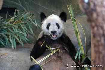 Memphis Zoo Bids Farewell to Panda Ahead of Return to China
