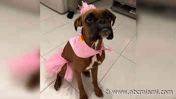 Family Searching for Dog Missing After Car Accident in Southwest Miami-Dade