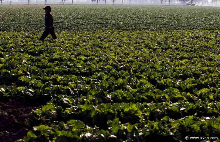 Texas A&M researcher unraveling the mystery of a kidney disease epidemic