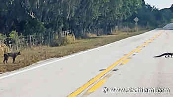 Bobcat, Alligator Caught on Camera Crossing Road in Polk County