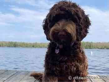 Dog rescued after falling through ice at Andrew Haydon Park