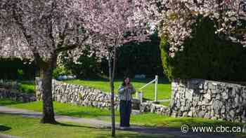 Selfie sticks bloom beneath Vancouver's cherry blossoms, as petal power goes global