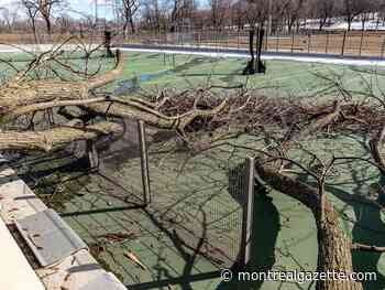 Quebec ice storm: 105,000 Montreal hydro customers without power Saturday evening