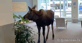 Moose walks into Alaska medical building, feasts on lobby plants