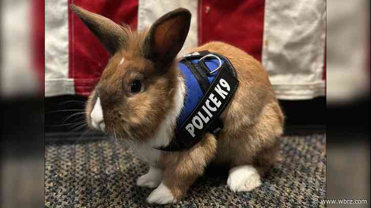 Officer Cottontail? Bunny joins police force. Fur real.