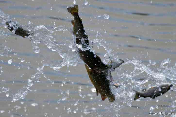 Whirling disease detected at New Mexico fish hatchery