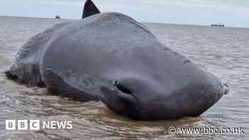 Dead whale beached at Cleethorpes likely to wash up again, charity says