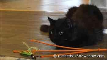 Cat rescued from Turkey earthquake adjusts to life in Virginia Beach