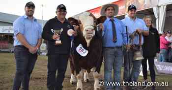 Hartfield Salvatore rises for Simmental win
