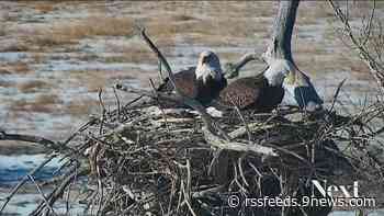 Tragedy again strikes Colorado bald eagle pair