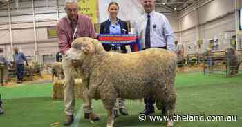 Bigga stud takes all in medium August shorns
