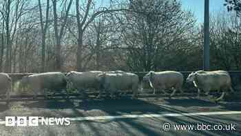 M11: Sheep in road cause delays on motorway