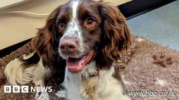 Missing Stansted Border Force sniffer dog tracked down