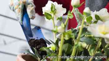 Mit Eierschalen den Gartenboden verbessern