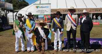 Experienced cattleman takes young judges title