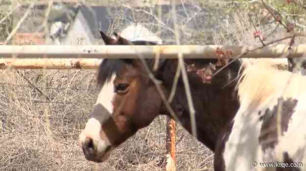 Equine Facilitated Learning helps clients find emotional balance