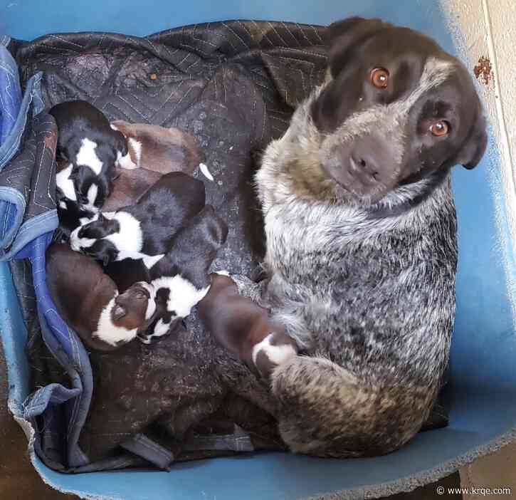 Las Vegas shelter opens up about attack that left mom dog dead