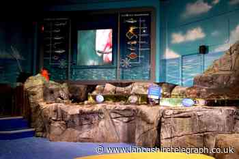 SEA LIFE Blackpool looking for budding marine expert for exciting role