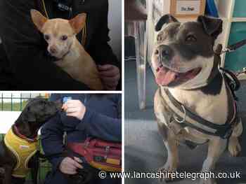 Accrington: Starved dog forced to eat plastic as cost-of-living bites