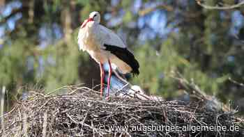 Wilde Störche am Augsburger Zoo legen "Ostereier"