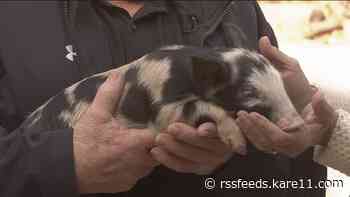 The St. Paul Saints' new ball pig stops by KARE 11 Saturday