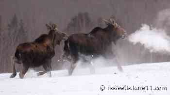 Minnesota moose population drops but holds relatively stable