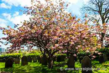 18 pictures of colourful blossom brightening up Wirral this springtime