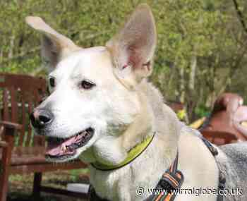 Wirral Globe dog of the week: Murphy needs a forever home