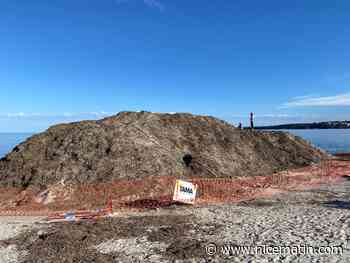 À Cannes, la Ville fait place nette et rejette en mer les posidonies échouées sur les plages