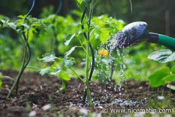 Comment faire pousser des tomates sans utiliser trop d’eau?