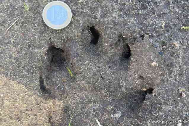 Man vindt forse pootafdrukken in privétuin, maar Jan Loos acht wolfssporen onwaarschijnlijk