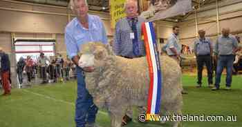 Lach River's strong wools impress Queensland judge with coverage