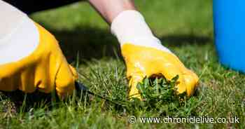 Gardeners share simple 40p trick to kill weeds 'instantly' without bleach