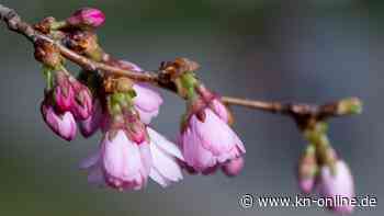 Wettervorhersage: Wie wird das Wetter heute (Sonntag, 9.4.2023) und in den nächsten Tagen?