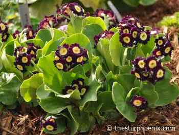 Spring flowering perennials (Part 2): Choosing the right species for your garden