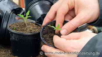 Das richtige Pikieren ist für ein kräftiges Wachstum der Tomaten entscheidend