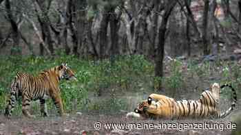 In Indien nimmt die Zahl wilder Tiger weiter zu