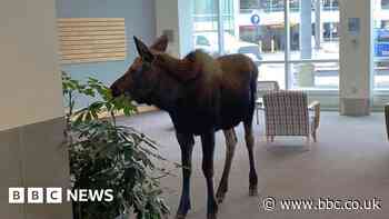 Moose on the loose in Alaska hospital