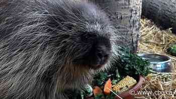 A blood transfusion for a porcupine? That's one prickly situation